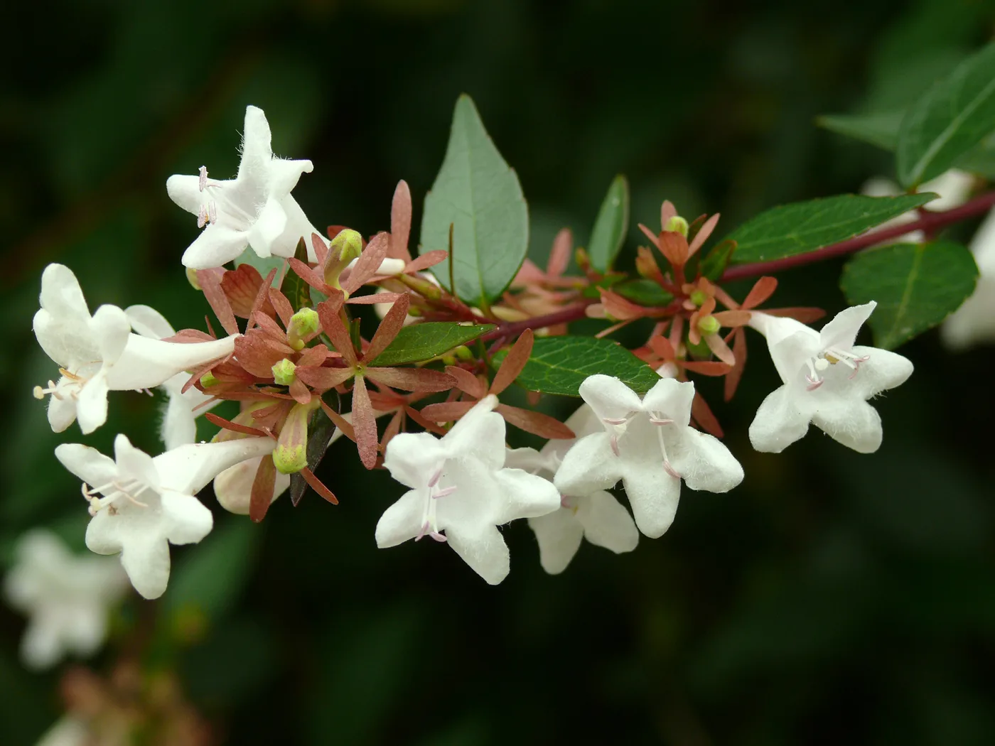 Abelia grandiflora