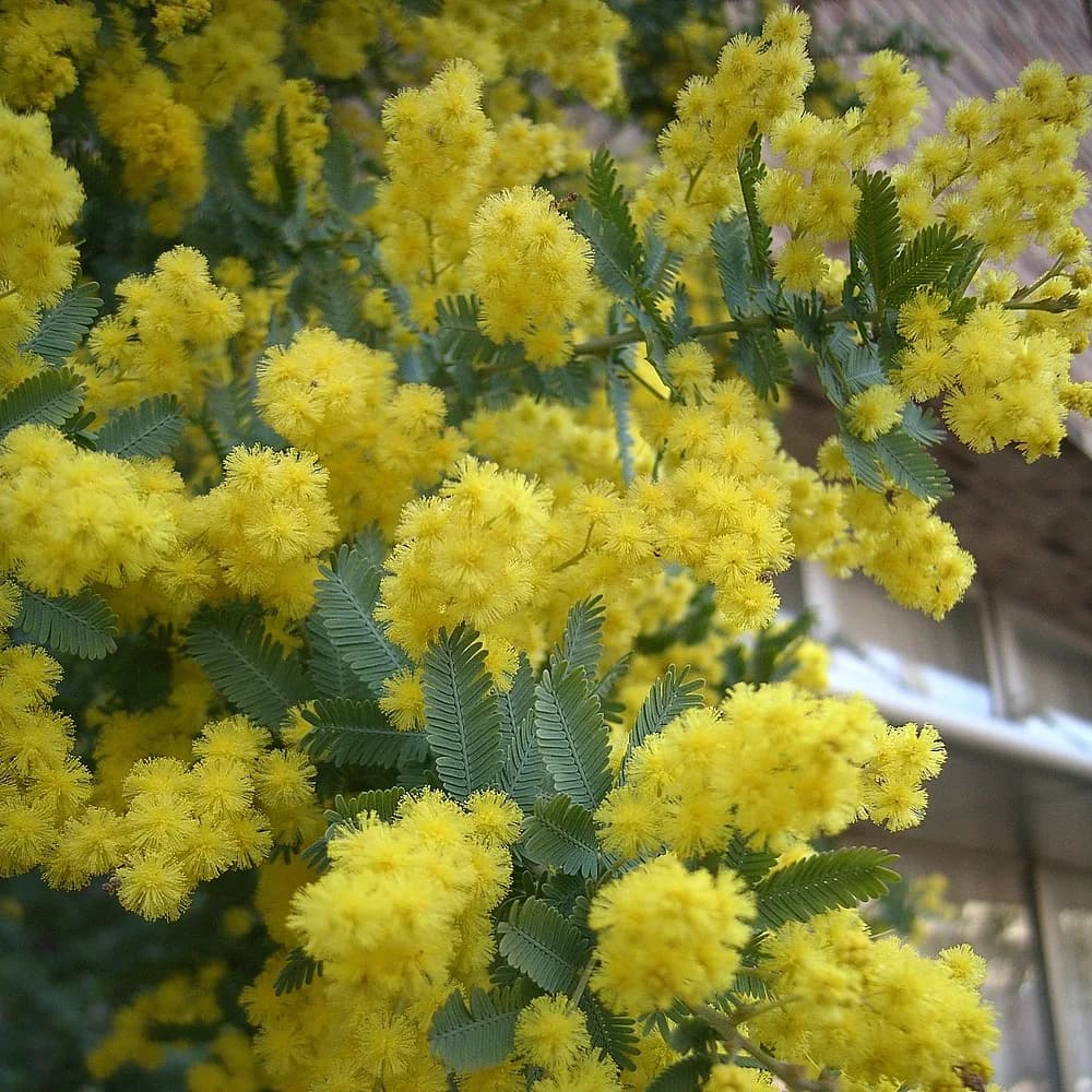 Acacia bayleyana rubra E10