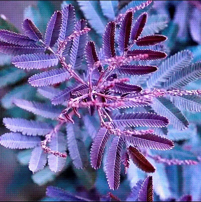Acacia bayleyana rubra E10