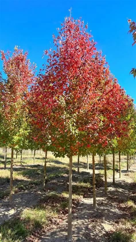 ACER BUERGERIANUM E15 L. 04-06 CC