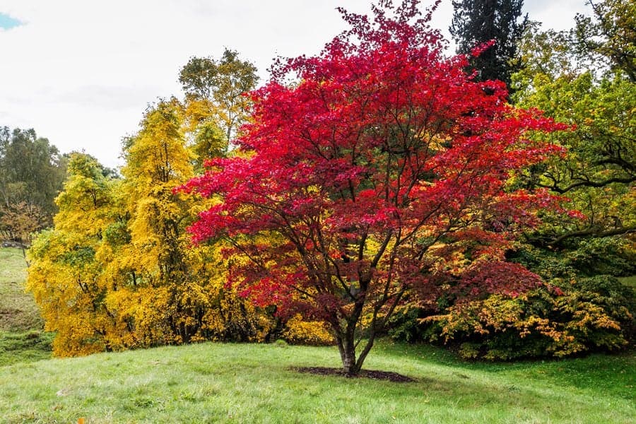 Acer palmatum E20