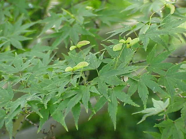Acer palmatum E20