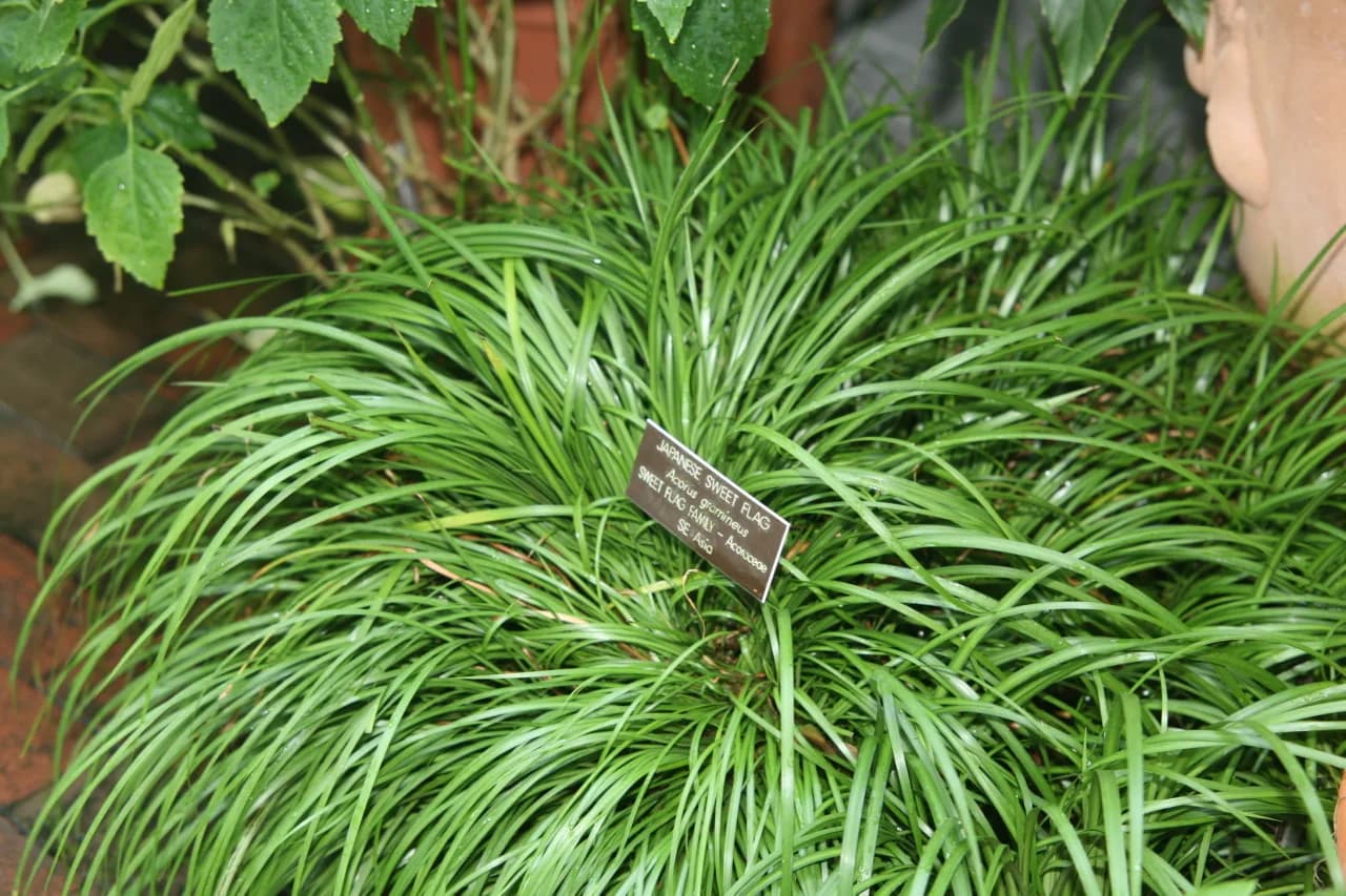 Acorus gramineus lemon
