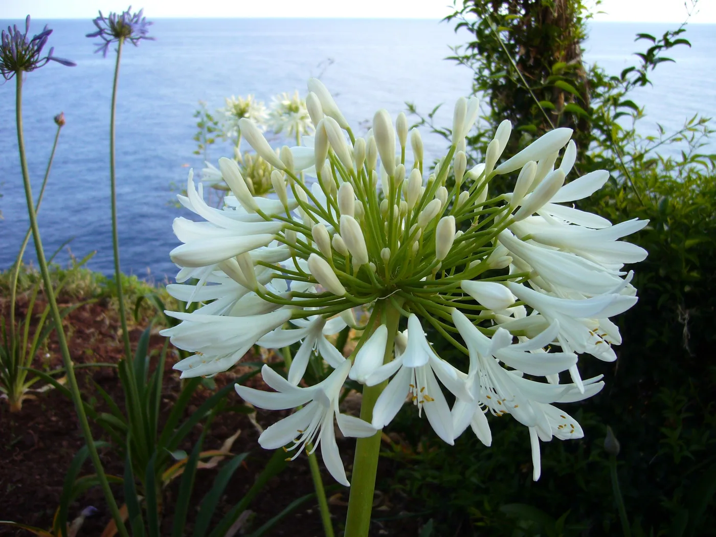 Agaphantus blanco