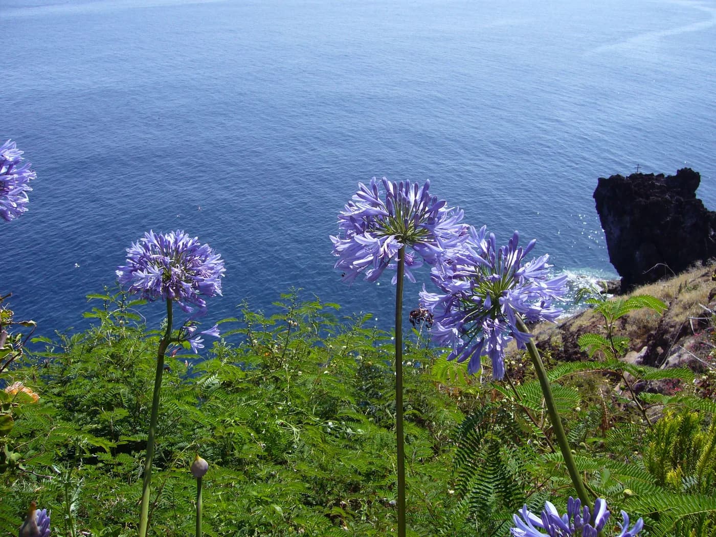 Agaphantus unbellatus azul