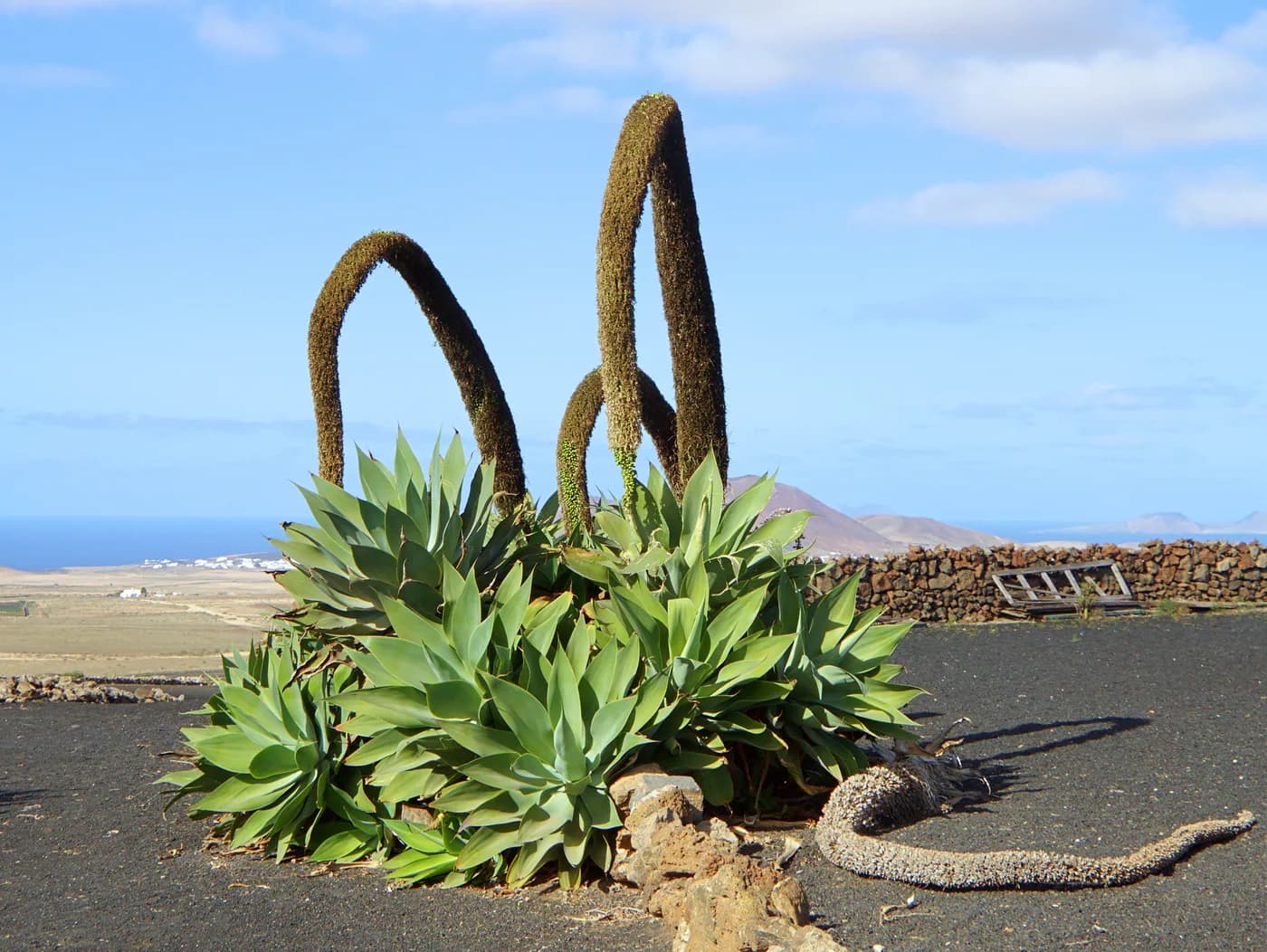 Agave salmiana E4