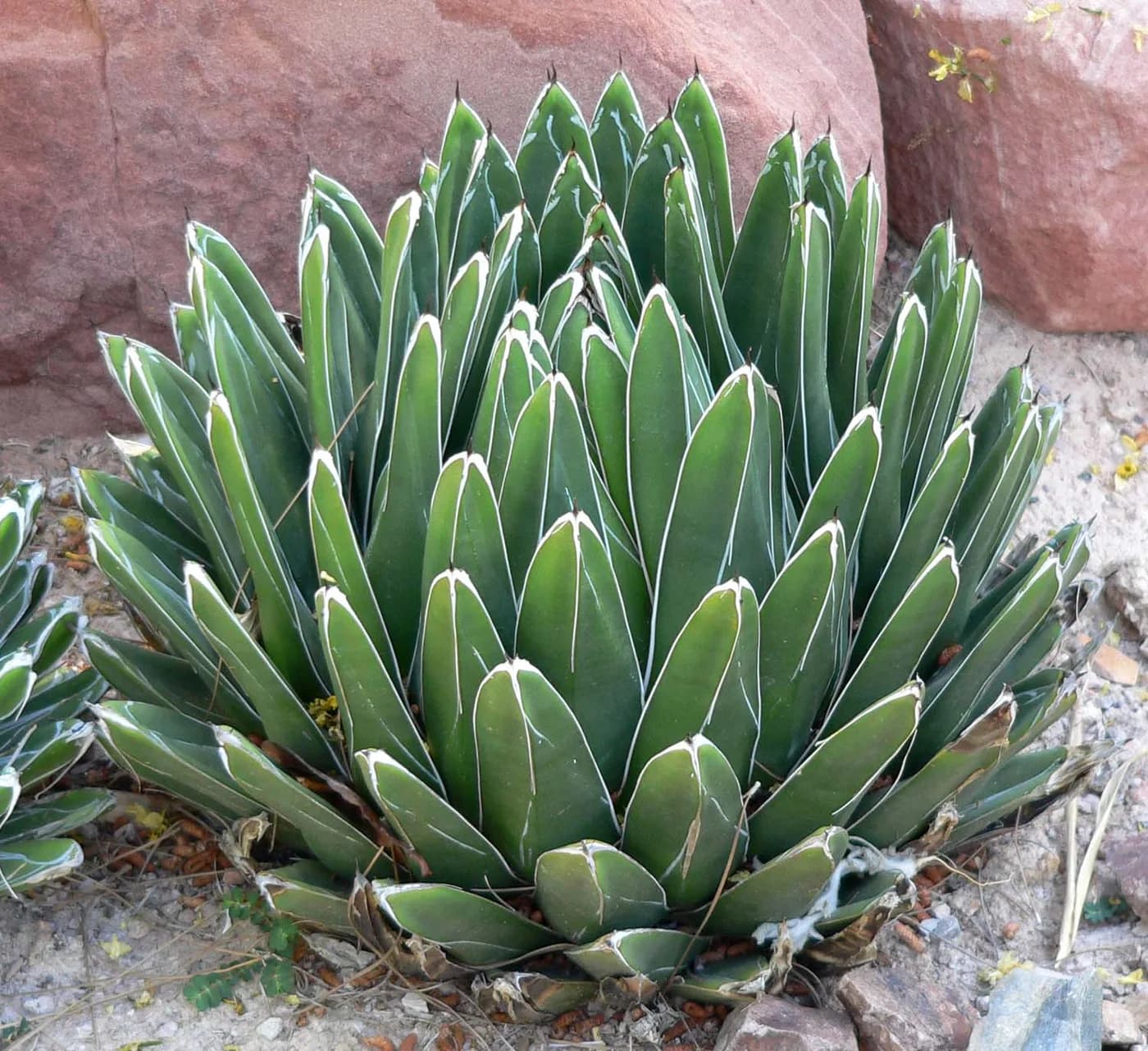Agave victoriae-reginae E3