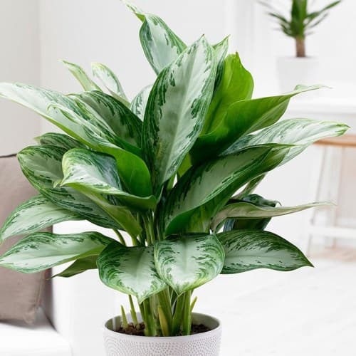 Aglaonema 'Pattaya' M24
