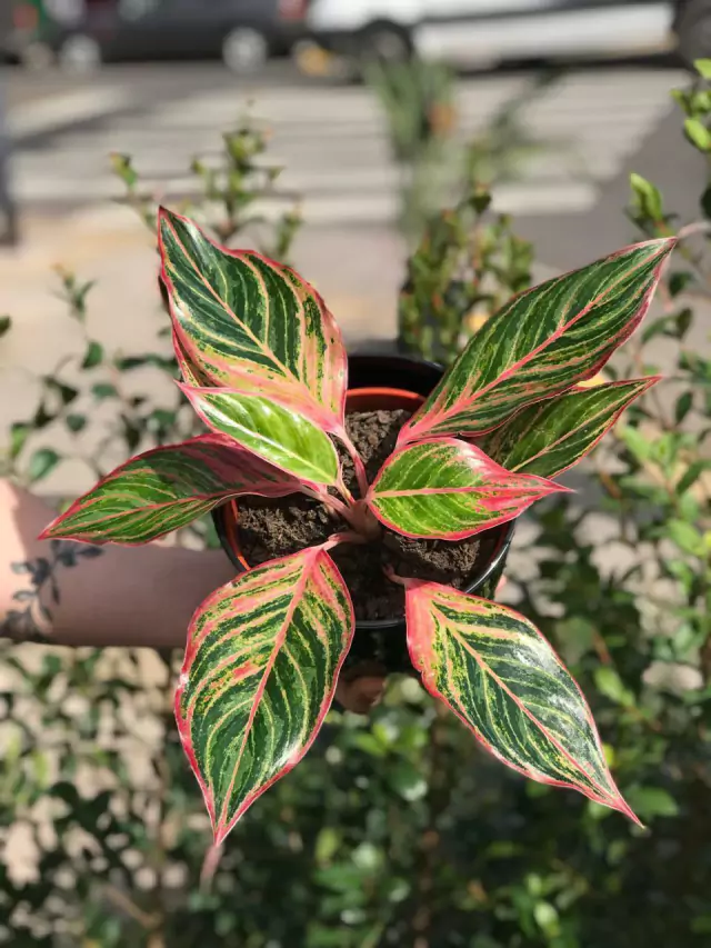 Aglaonema 'Ruby' M12