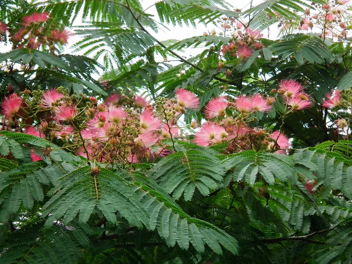 Acacia de Constantinopla