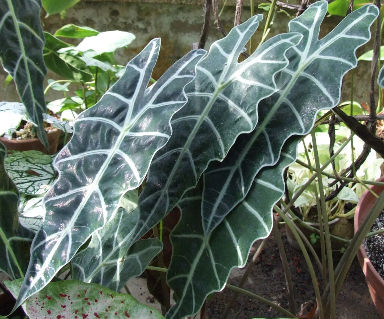 Alocasia 'Amazonica' M17