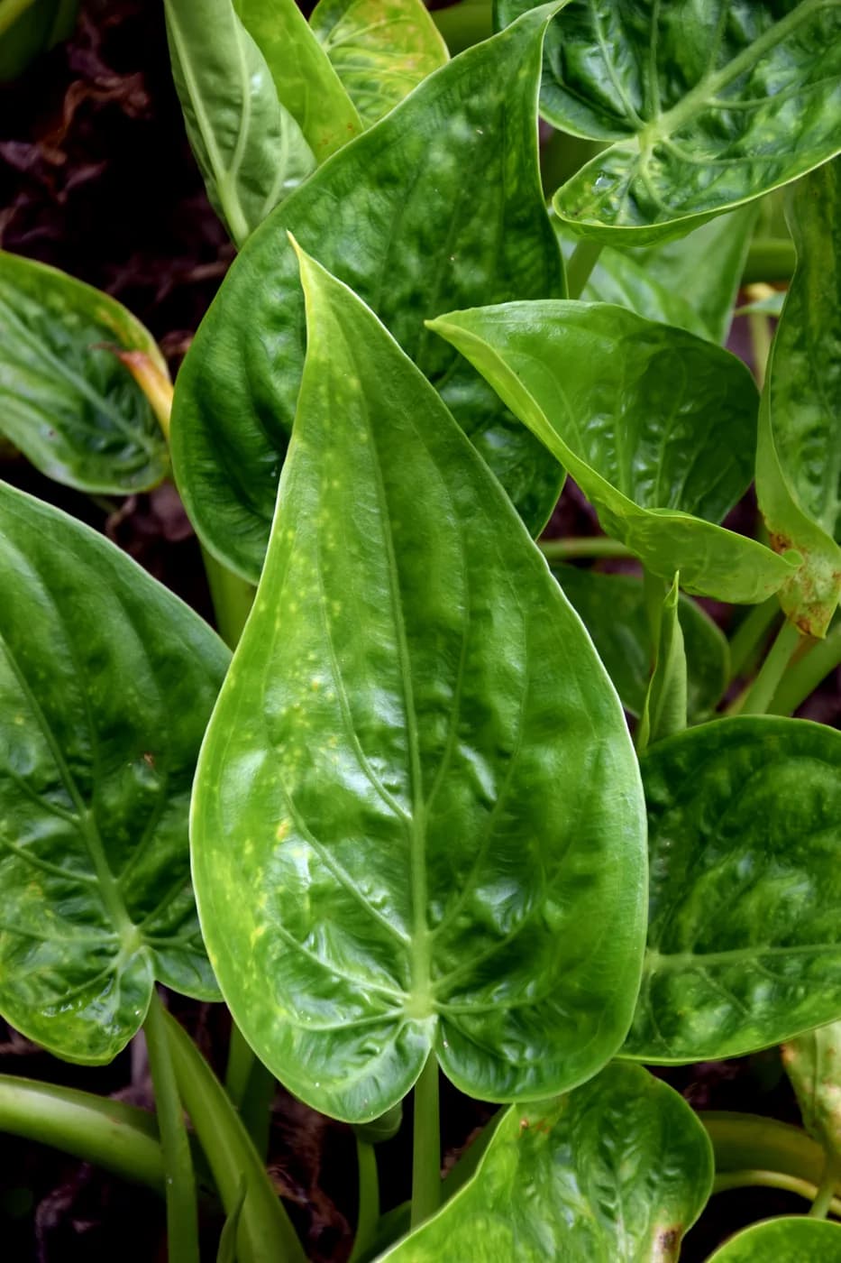 Alocasia cucullata M23