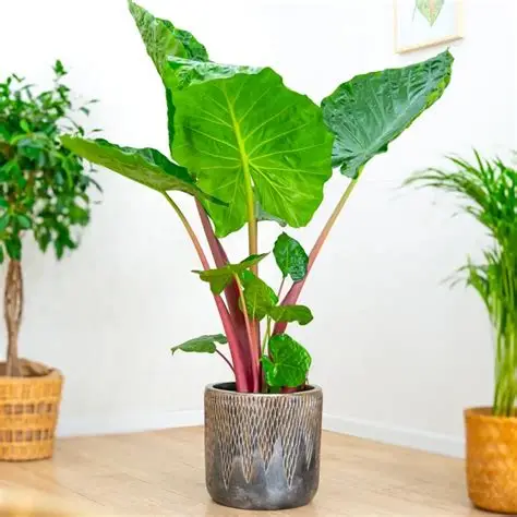 Alocasia 'Imperial Red' E7