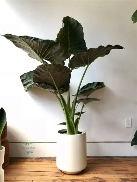Alocasia 'Regal Shields' M23
