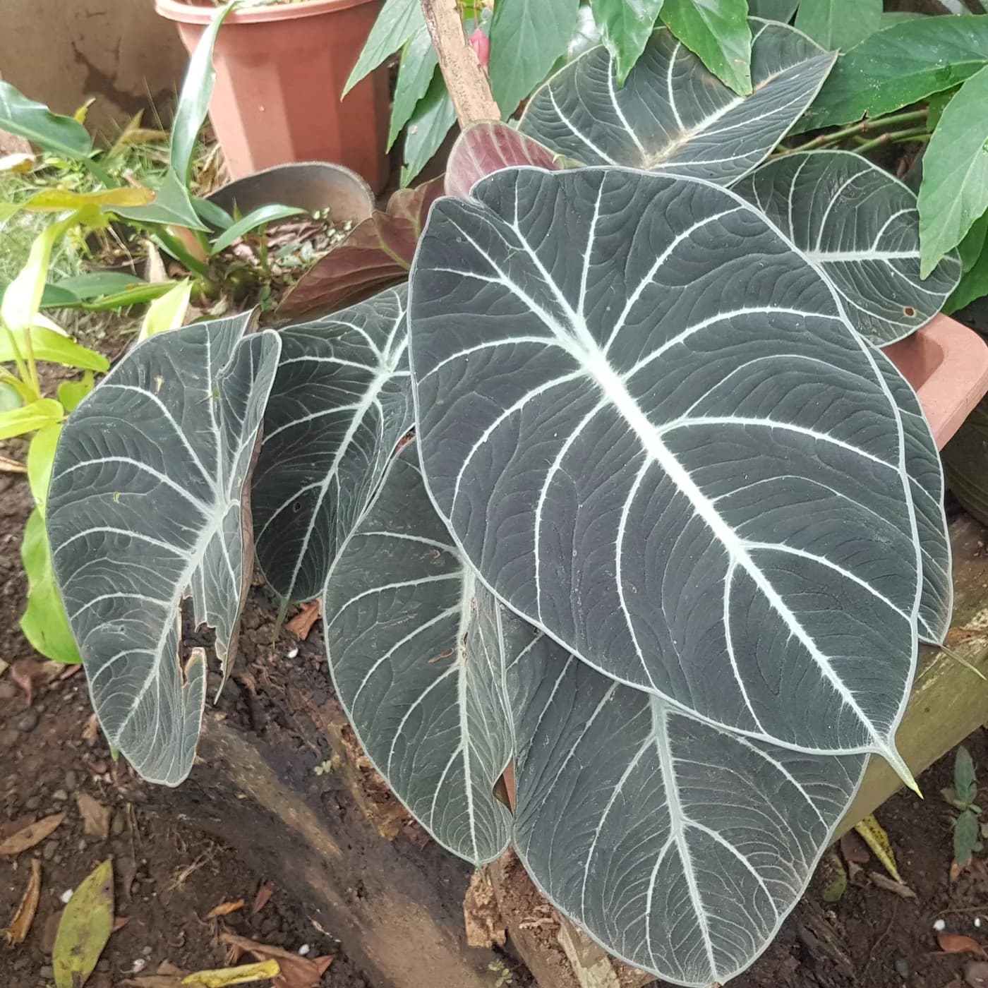 alocasia nigra