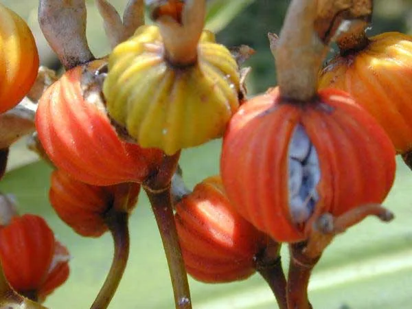 Alpinia zerumbet