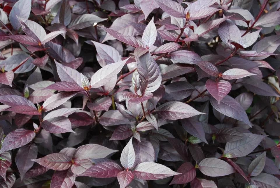 Alternanthera