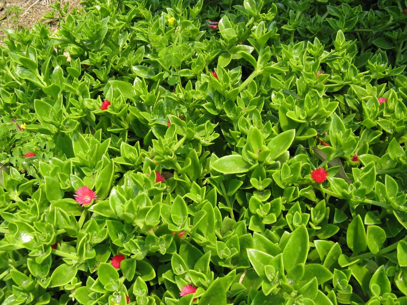 Aptemia baby sun rose