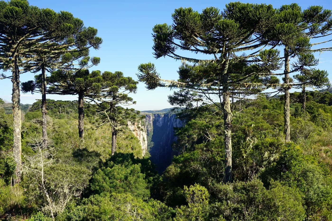 Araucaria angustifolia