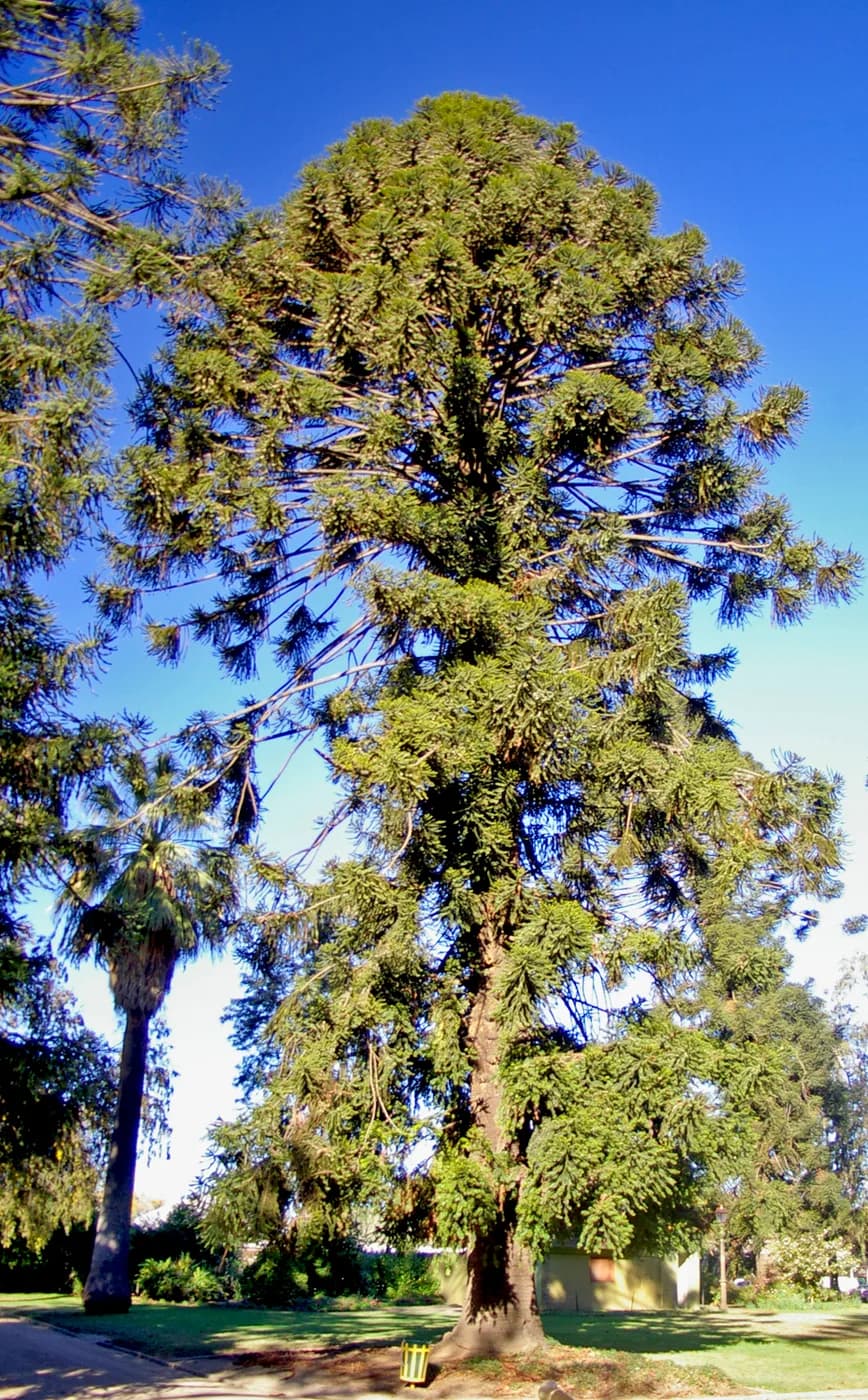 Araucaria bidwillii E7