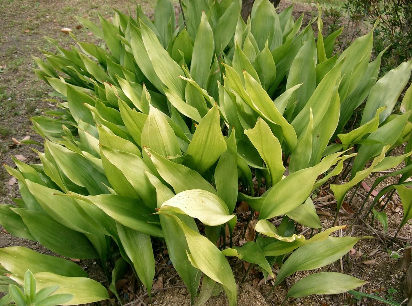 Aspidistra E3