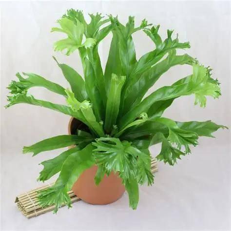 Asplenium 'Crissie' M12
