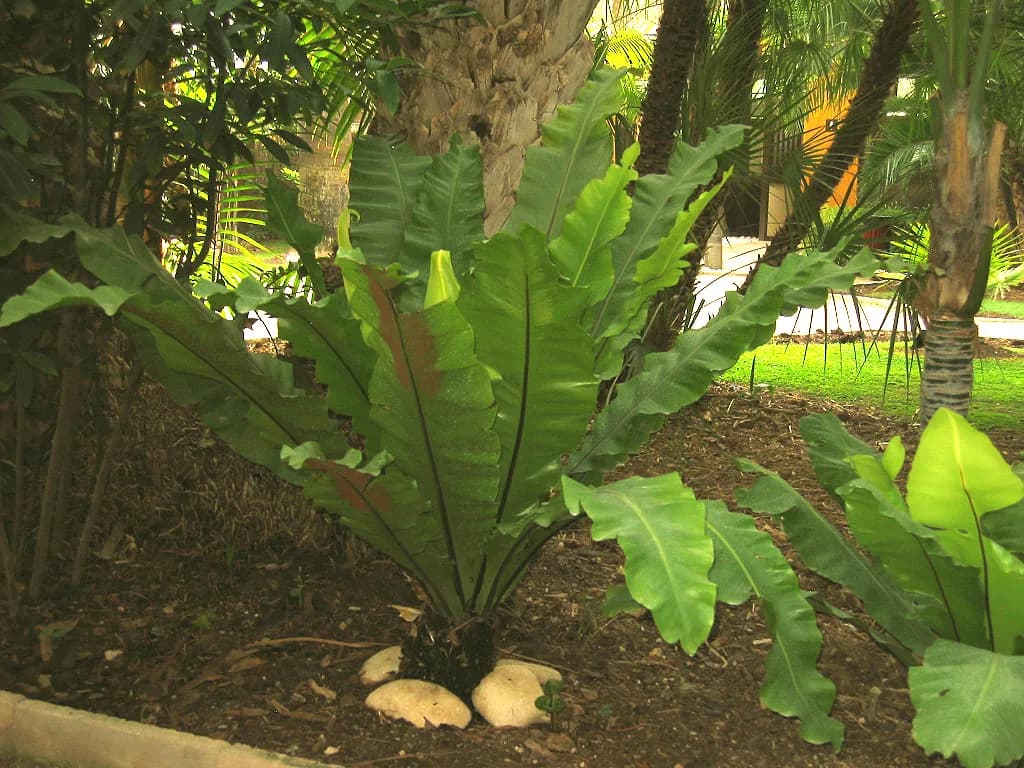 Asplenium 'Crissie' M12