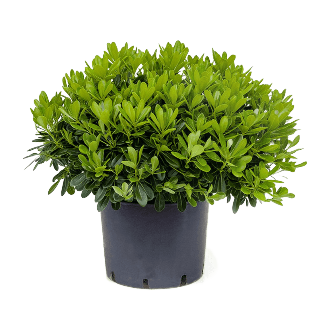 AZARERO NANA ( PITTOSPORUM TOBIRA WHEELERI) E7