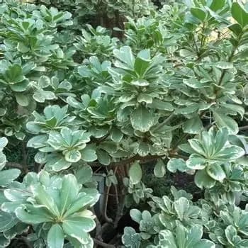AZARERO VARIEGADO ENANO (Pittosporum Var. alba compacto) E4