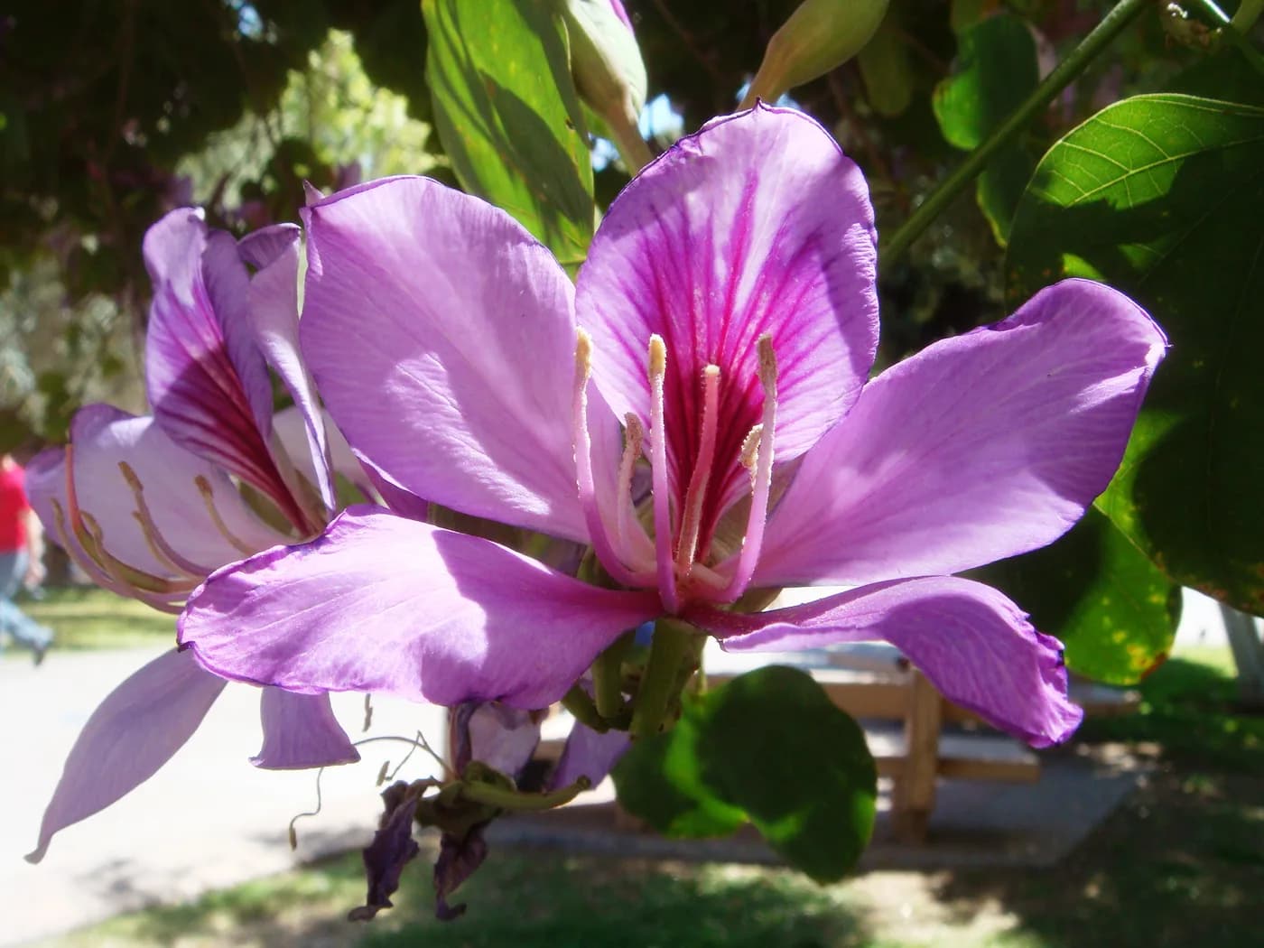 Pezuña de vaca rosa