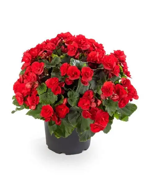 BEGONIA ELATIOR