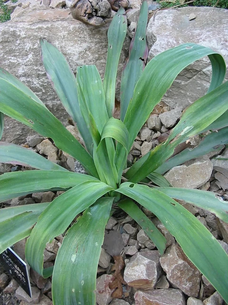 Beschorneria E10