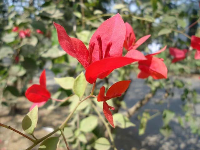 Santa Rita roja