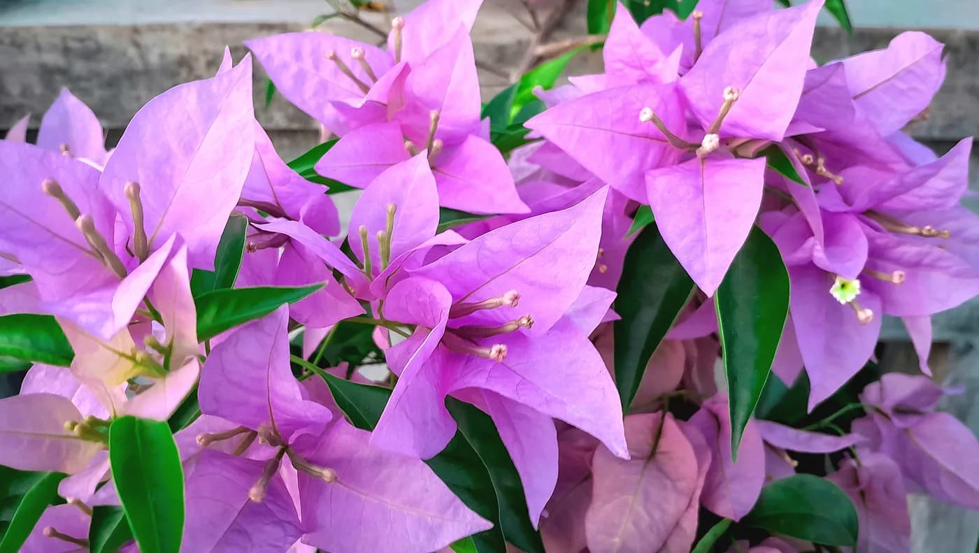 Santa Rita fucsia