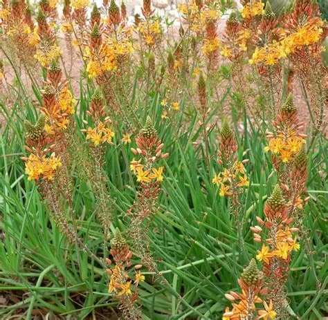 Bulbine caulescens E3