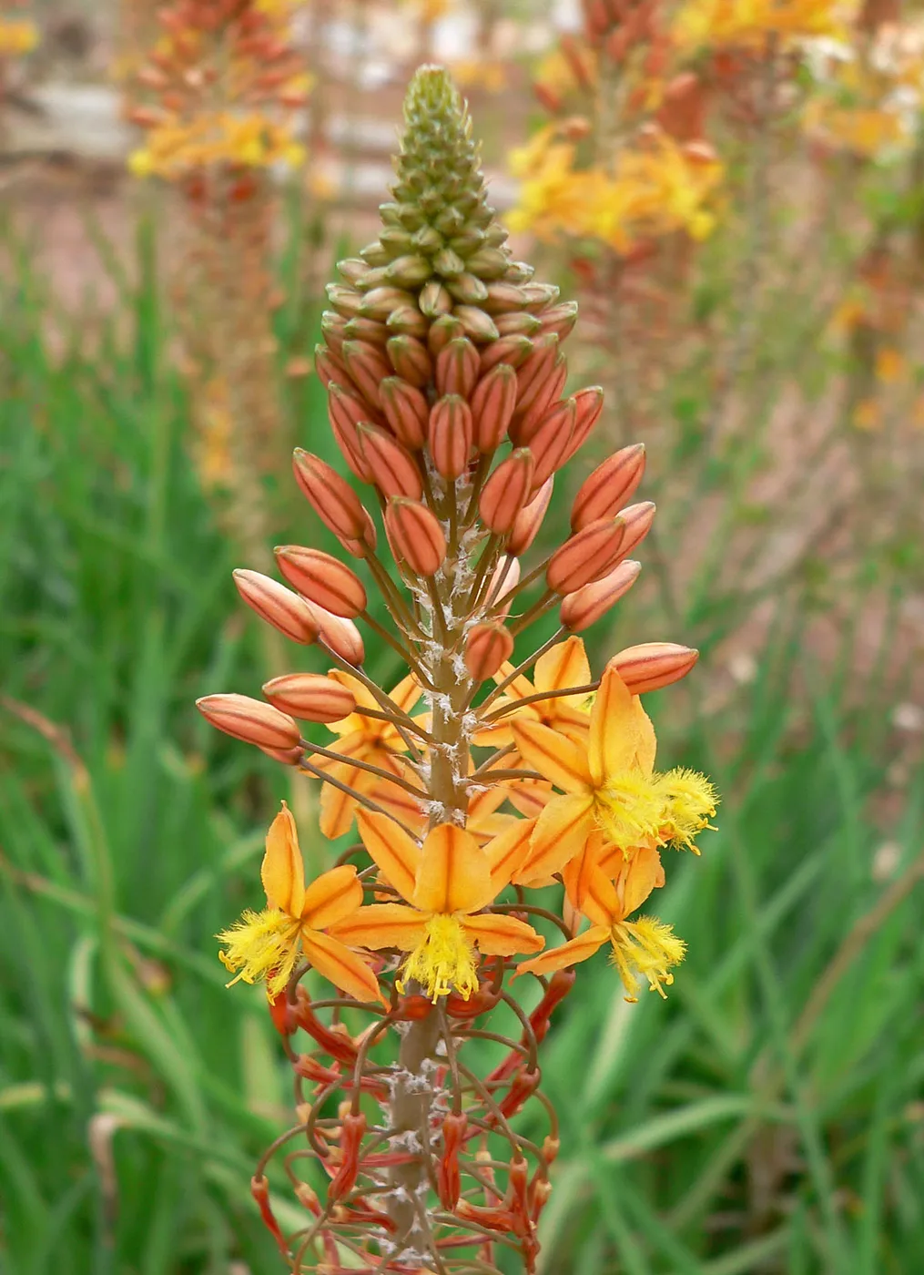 Bulbine caulescens