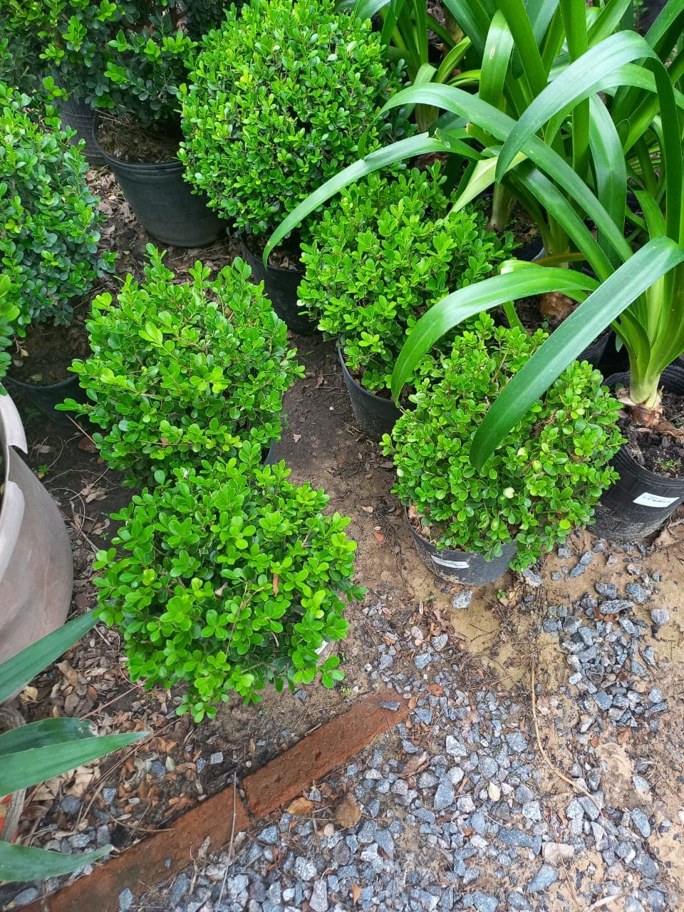 BUXUS BOCHA E3