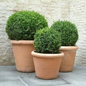 BUXUS BOCHA E5