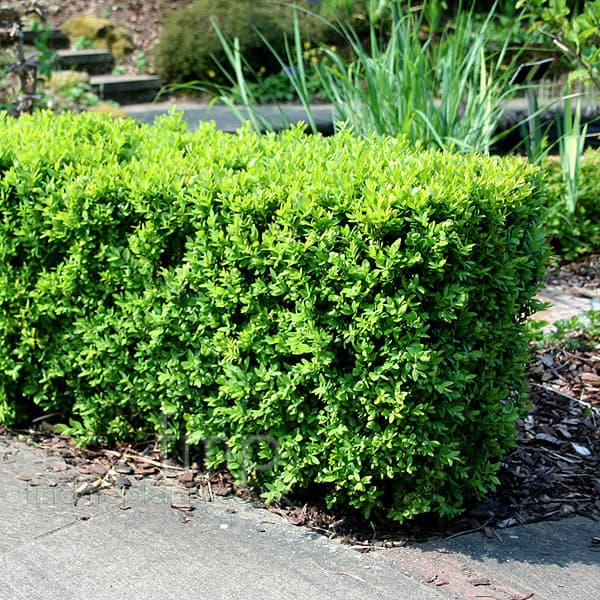 BUXUS SEMPERVIRENS E7