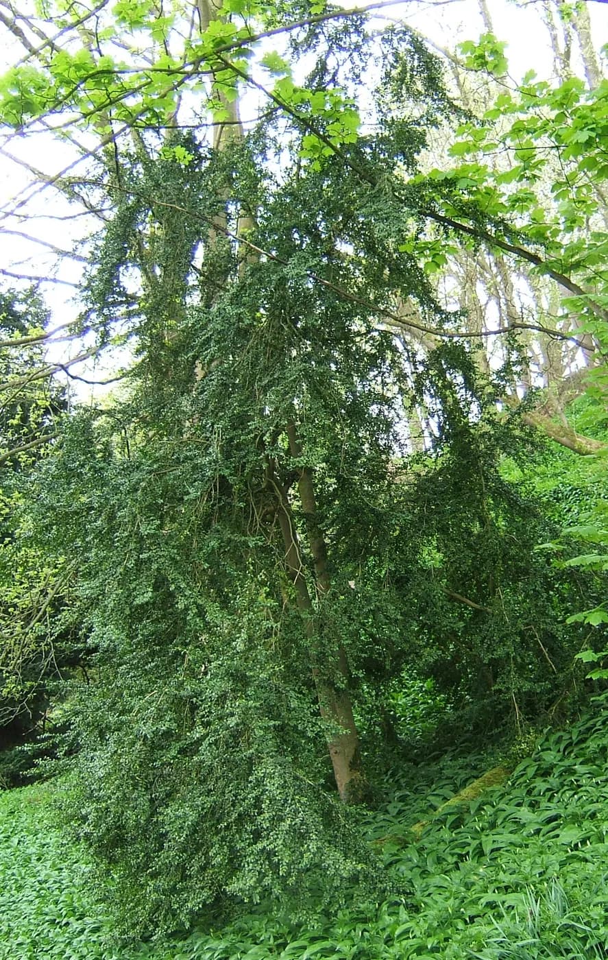 Buxus cono E20
