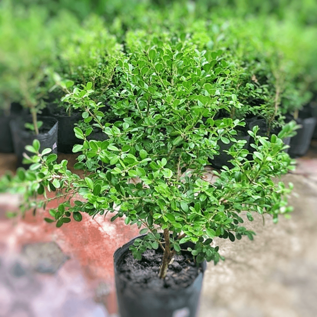 BUXUS SEMPERVIRENS E3