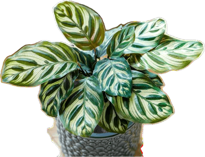 Calathea makoyana M14