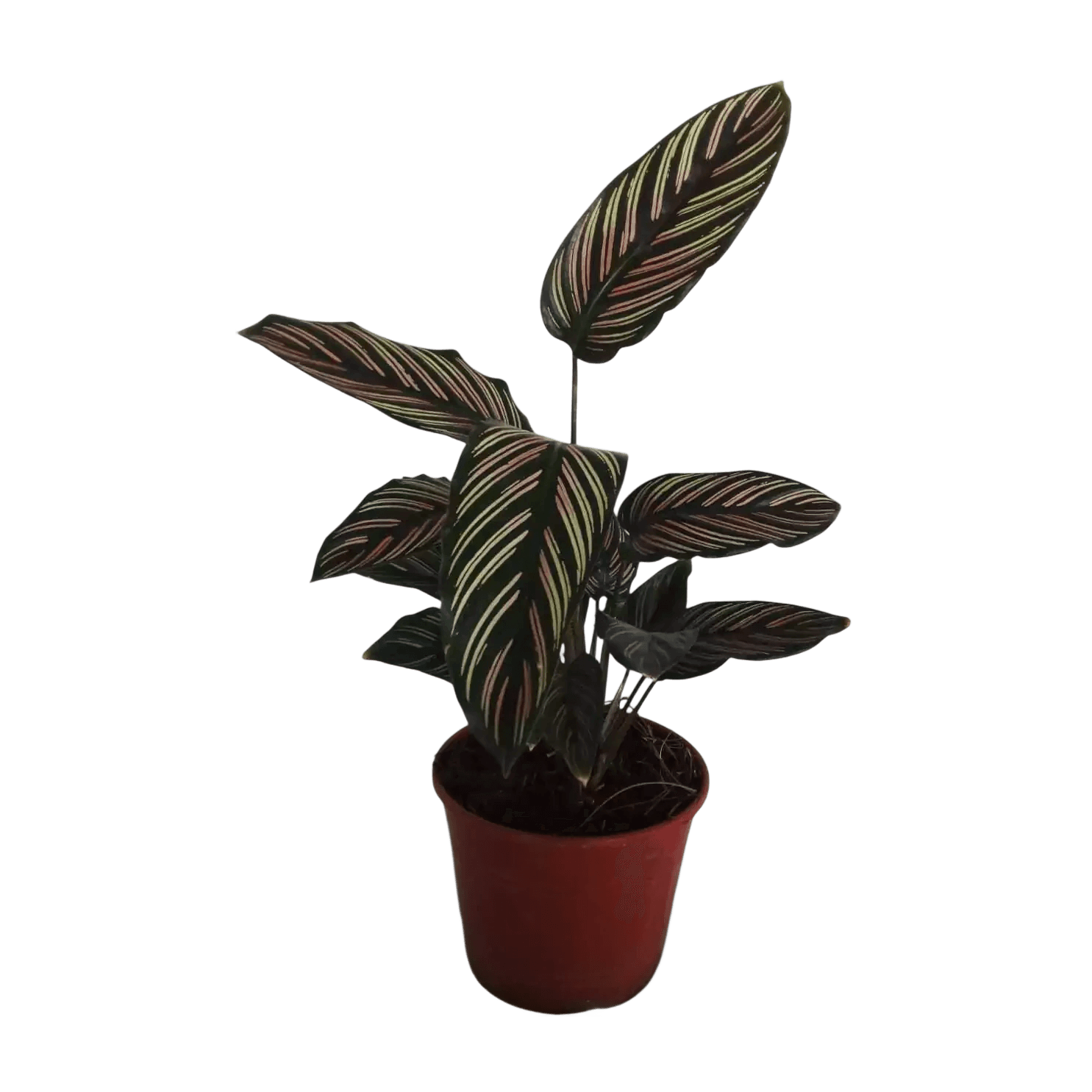 CALATHEA MIL RAYAS