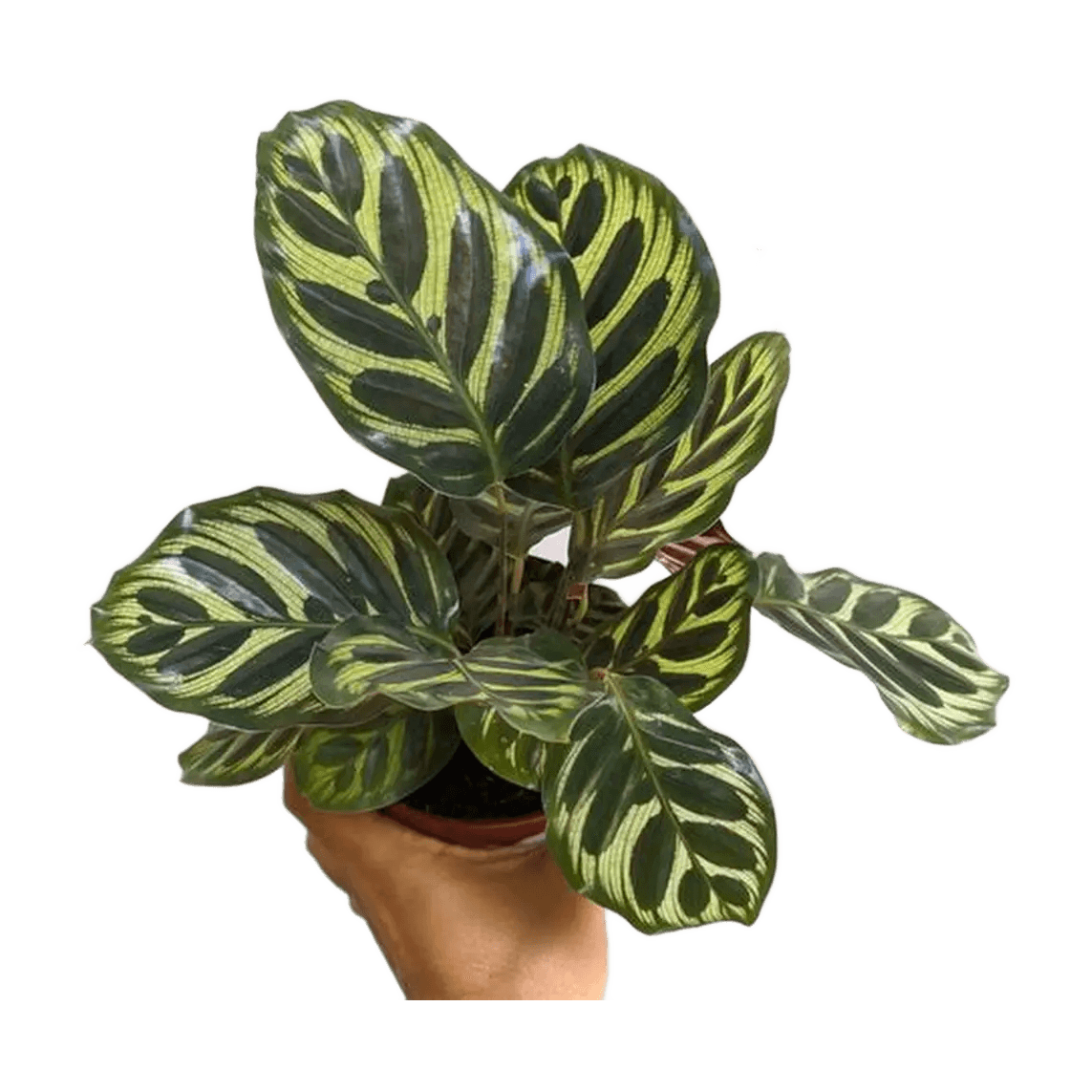 CALATHEA PORTORRIQUEÑA