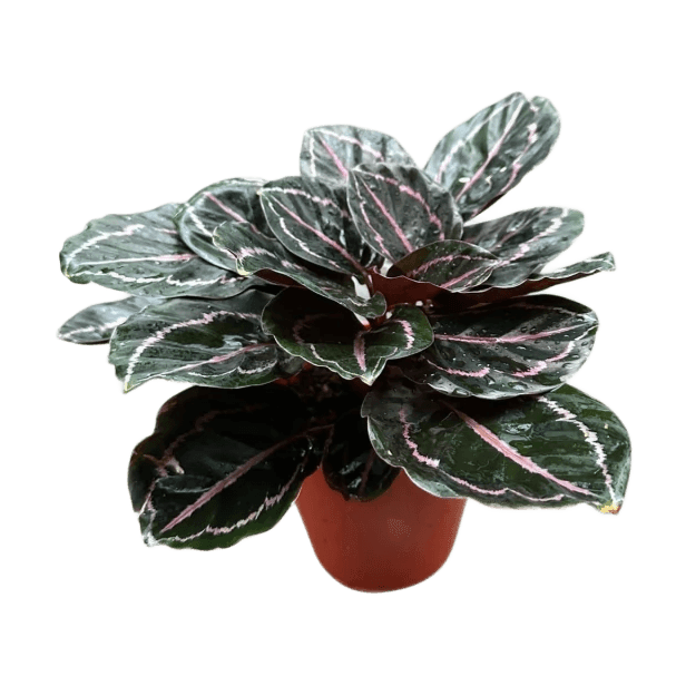 Calathea 'Rosy' M14