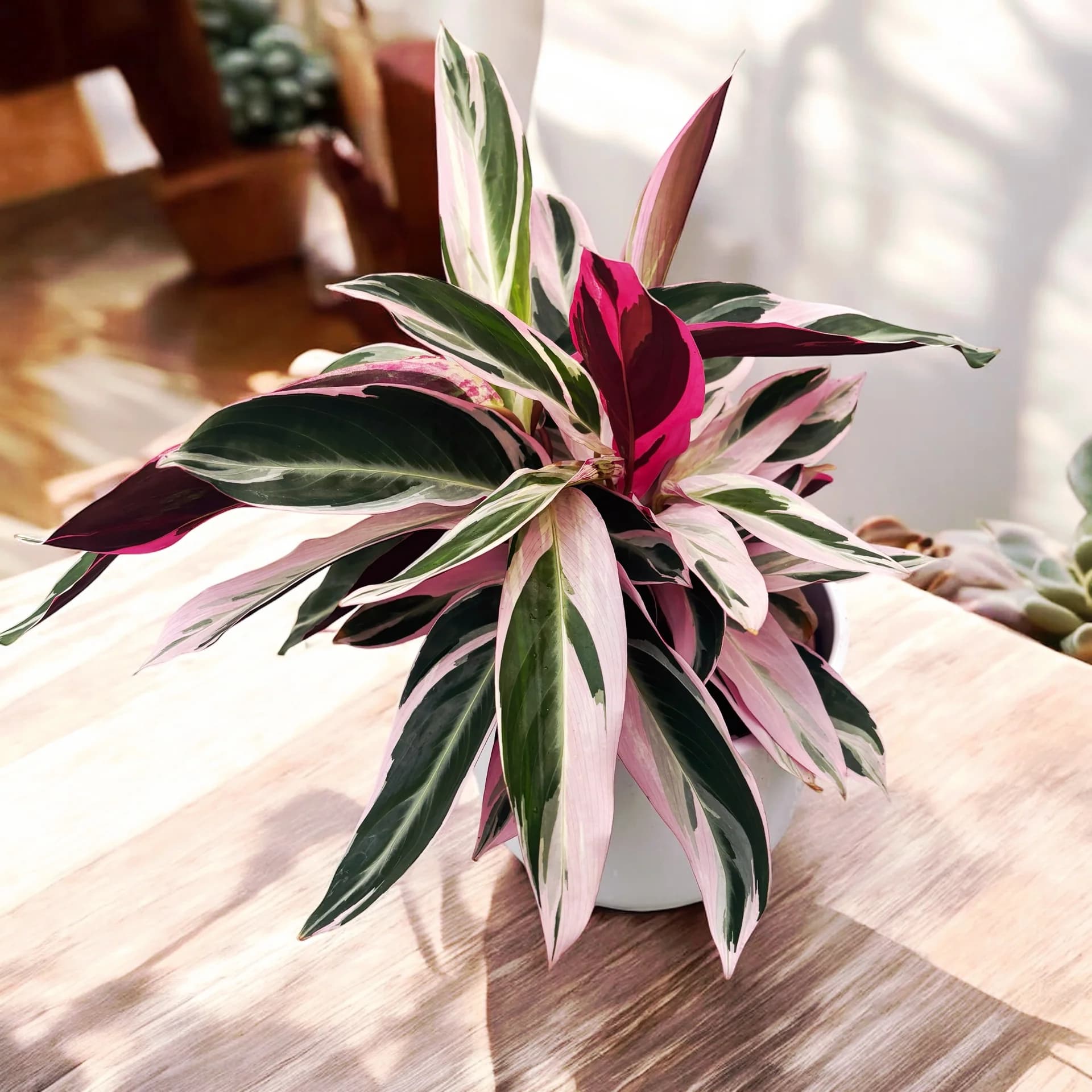 CALATHEA STROMANTHE SANGUINEA
