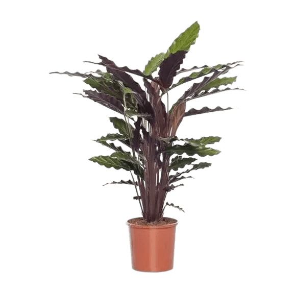 Calathea Wavestar