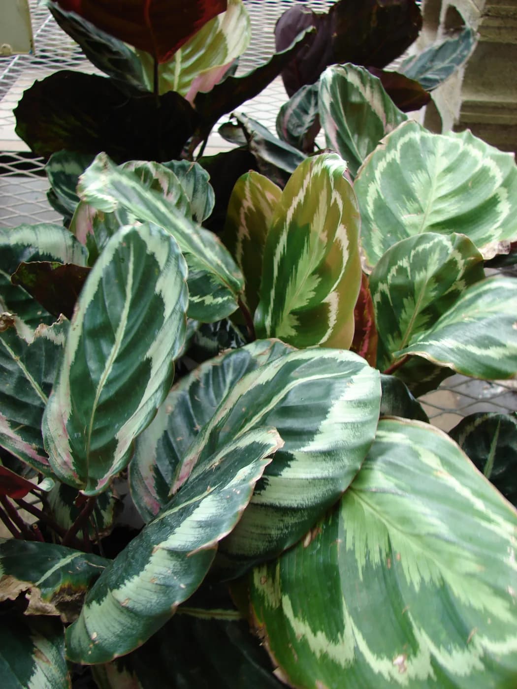 Calathea 'Rosy' M14