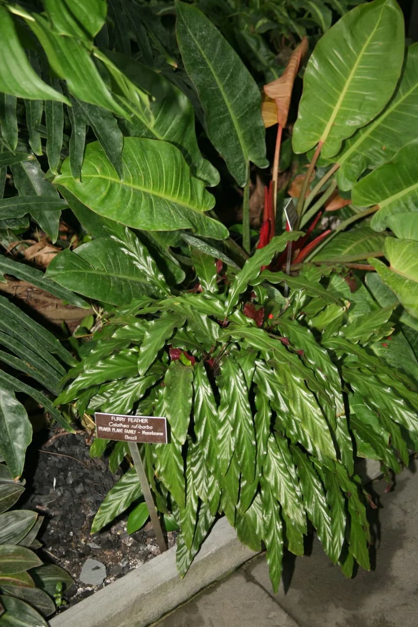 Calathea 'Wavestar' E5
