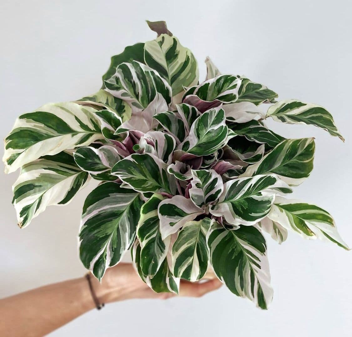 CALATHEA WHITE FUSION